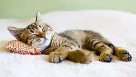 gatito-durmiendo feliz-en-cama.webp
