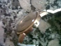 IMG00036-20130802-1331.webp