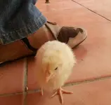 pollo 2.webp