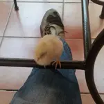 pollo 1.webp