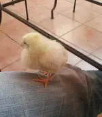 pollo 3.webp