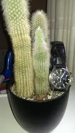 IMAG0081.webp