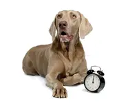 perro-y-reloj-de-alarma-19854515.webp