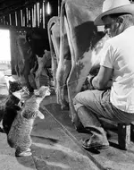 gatos-graciosos.webp