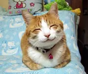 gato-feliz.webp