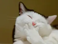 gato-feliz.webp