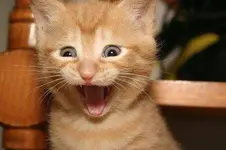 Gatito-Feliz.webp