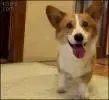 dog2.webp