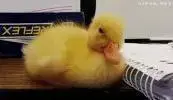 pato.webp