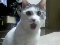 hqdefault.webp