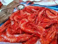 visita-gamba-palamos-2018.webp