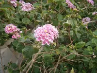 P1010013.webp