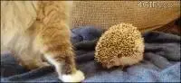 cat3.webp