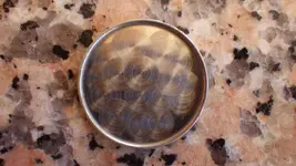 IMGP0005.webp