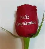 195169.webp