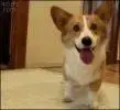 dog21.webp