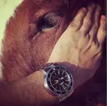 oriscaballo.webp