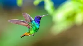 colibri-leyenda.webp