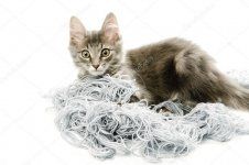depositphotos_25672091-stock-photo-kitten-with-a-tangled-yarn.jpg