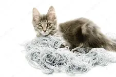 depositphotos_25672091-stock-photo-kitten-with-a-tangled-yarn.webp