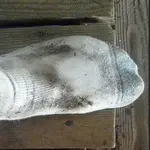 galtzerdi zikina_1.webp