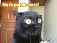 431810_24BGZH14F2Z8A4EQ22NSLPAJQHR1LZ_gatito-ojon-no-puedo-creer_H123642_L.webp