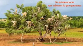 Cabras arbol 001.webp