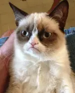 gato-enfadado-21-1.webp