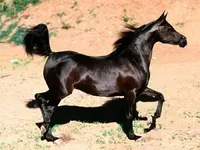 Caballo-Arabe-Negro.webp Caballo-Arabe-Negro.webp