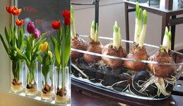 como-cultivar-bulbos-de-tulipan-en-agua-5.jpg
