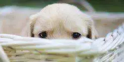 Perro timido 0001.webp