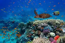 ecossistema-marinho-211006552.webp