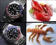 rolex vs steinhart.webp