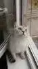 CF_19487_df7f38d8d49b4920b5f10989a4051925_gatos_ha_llamado_al_telefono_del_gato_en_estos_mome...webp