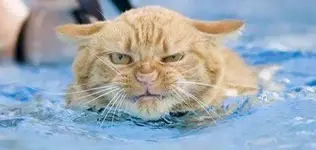 gato+enfadado+yougonnadie2-500x250.webp