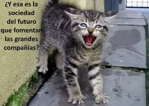 GATO ERIZADO 01.webp