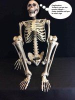 skeleton-7.jpg