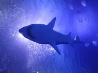 IMG_20190730_140110.webp
