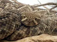 serpiente_de_cascabel_oriental.webp