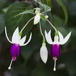 100-pcs-whitepurple-fucsia-semillas-linterna.webp