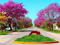 Lapacho-rosado-–-características-y-cuidados-2.jpg