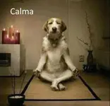 Perro meditando 03.webp