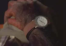 monkey & watch.webp