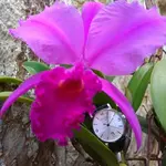 Orquidea-Certina 01.webp