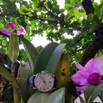 Orquidea-Certina 02.webp