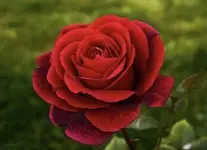 1FE6B350-848F-492B-B5F1-21C916E2CD7D.webp
