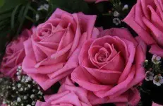ROSAS ROSA 001.webp