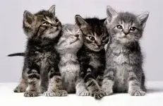 images.webp