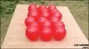 CF_27766_c1791167cbf64a918e2ea94e5aa1f824_perros_no_he_visto_tal_nivel_de_ensanamiento_en_mi_...webp