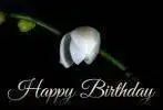 happy-birthday-blooming-white-orchid-card-animated-gif.webp